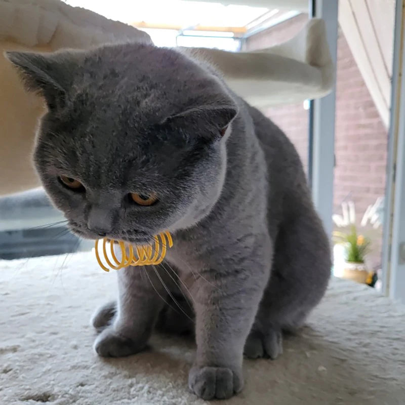 Bunte Katzenspiralen 4/8/16/20 Stück | Feder-Spielzeug für Katzen & Kätzchen